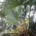 棕榈树苗棕树苗棕榈苗扇子植物四季常青景观绿化庭院树苗耐寒
