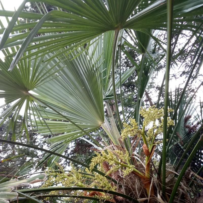 棕榈树苗棕树苗棕榈苗扇子植物四季常青景观绿化庭院树苗耐寒