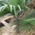 棕榈树苗棕树苗棕榈苗扇子植物四季常青景观绿化庭院树苗耐寒