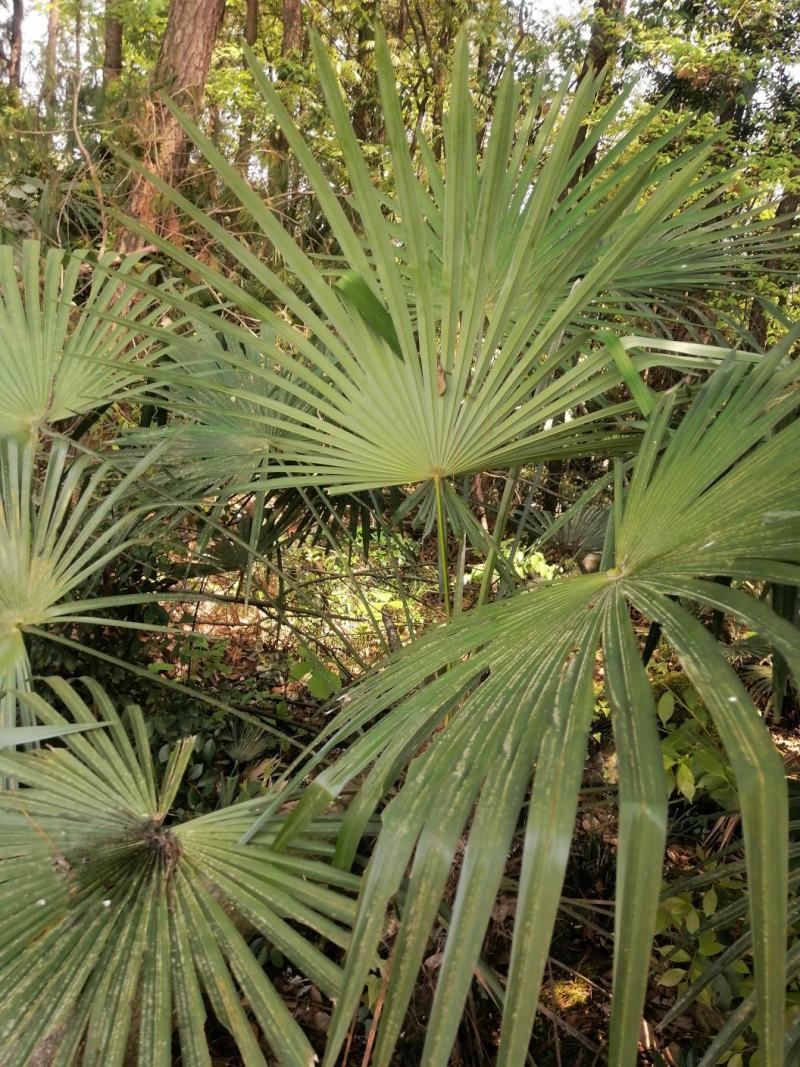 棕榈树苗棕树苗棕榈苗扇子植物四季常青景观绿化庭院树苗耐寒