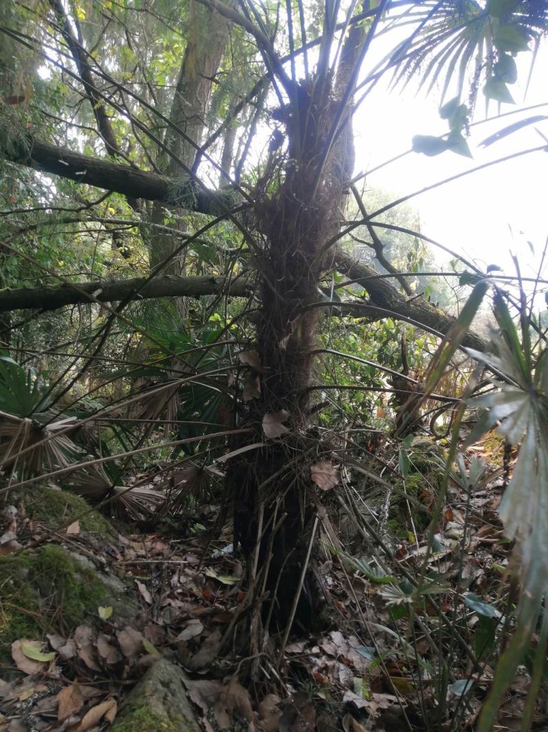 棕榈树苗棕树苗棕榈苗扇子植物四季常青景观绿化庭院树苗耐寒