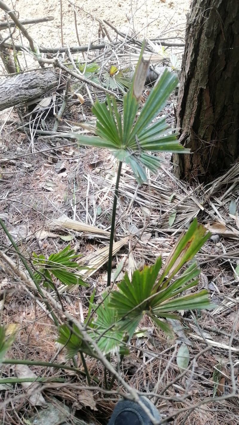 棕榈树苗棕树苗棕榈苗扇子植物四季常青景观绿化庭院树苗耐寒