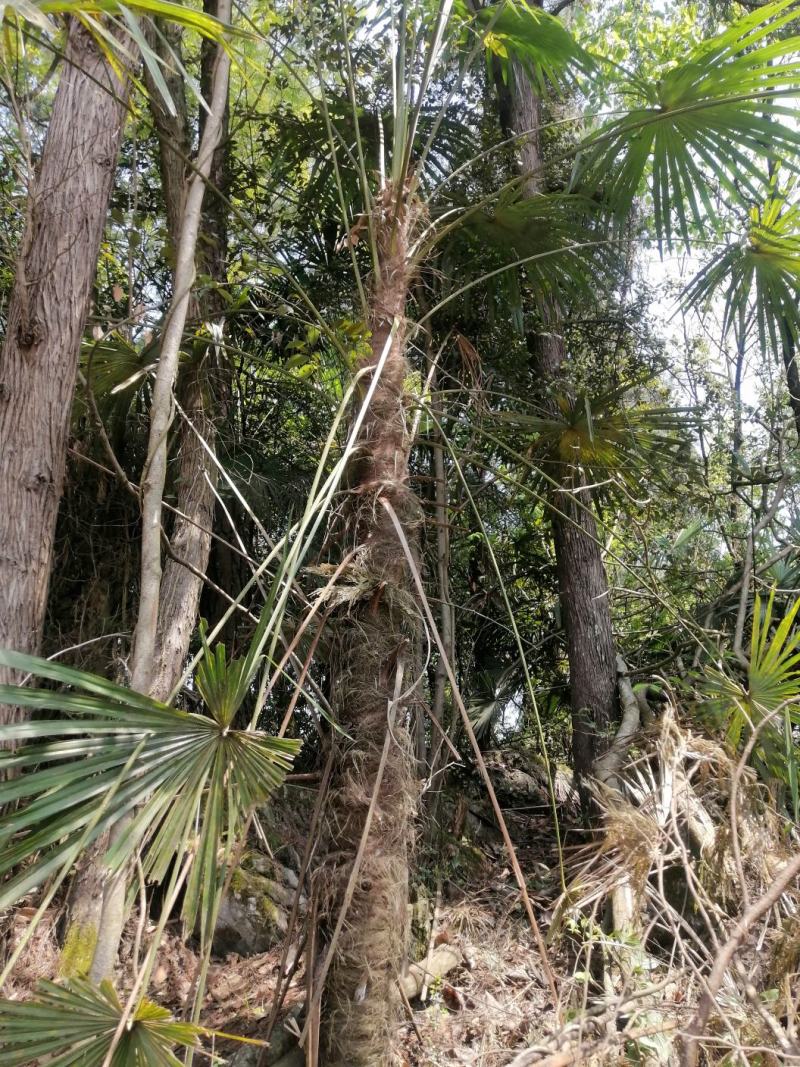 棕榈树苗棕树苗棕榈苗扇子植物四季常青景观绿化庭院树苗耐寒