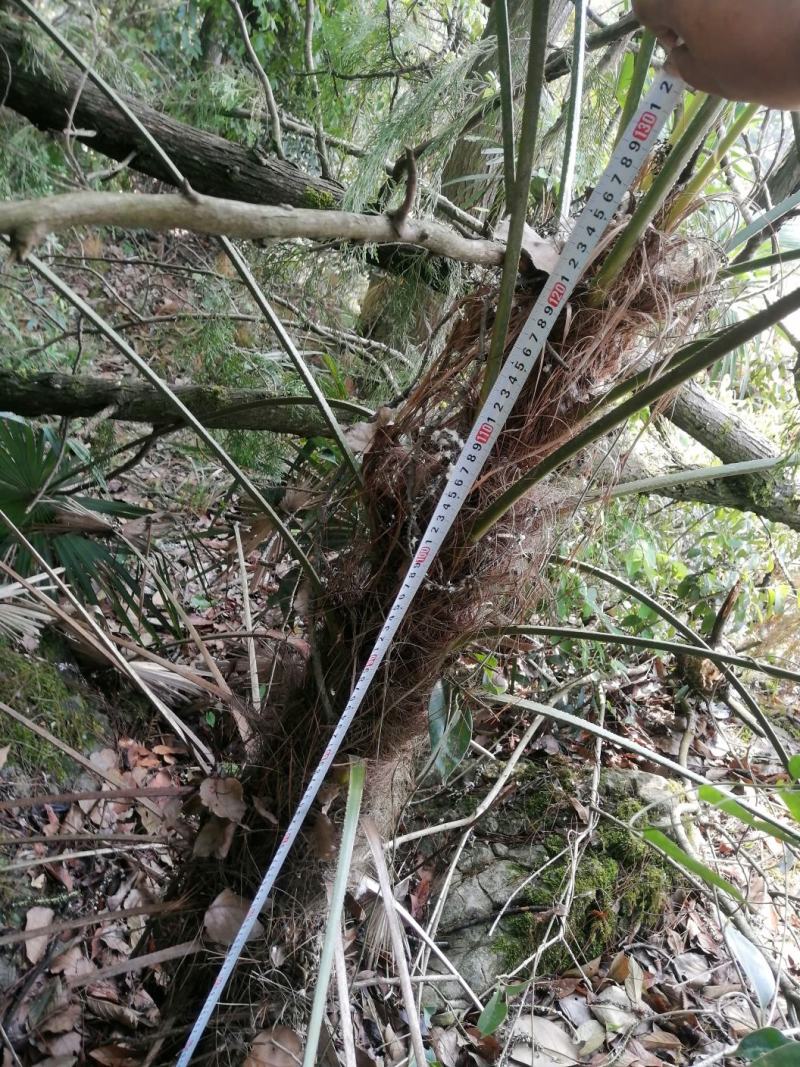 棕榈树苗棕树苗棕榈苗扇子植物四季常青景观绿化庭院树苗耐寒