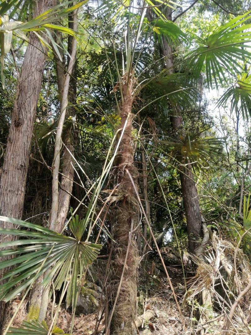 棕榈树苗棕树苗棕榈苗扇子植物四季常青景观绿化庭院树苗耐寒