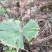 棕榈树苗棕树苗棕榈苗扇子植物四季常青景观绿化庭院树苗耐寒