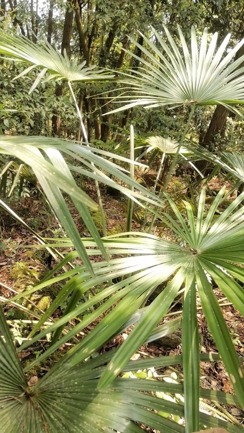 棕榈树苗棕树苗棕榈苗扇子植物四季常青景观绿化庭院树苗耐寒