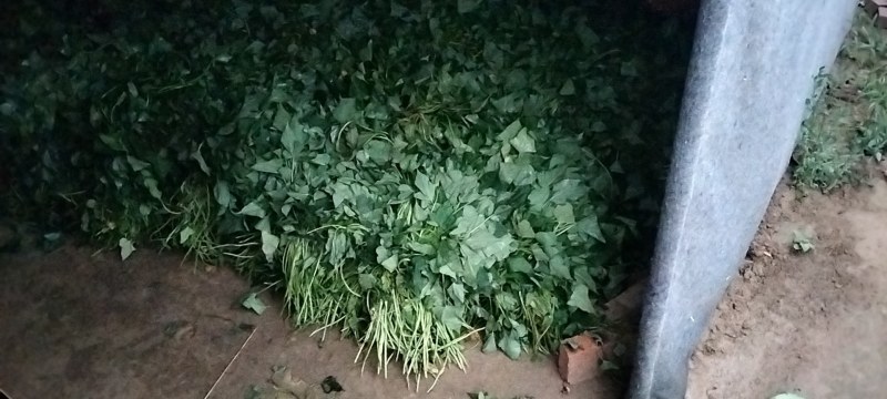 商薯19脱毒红薯苗
