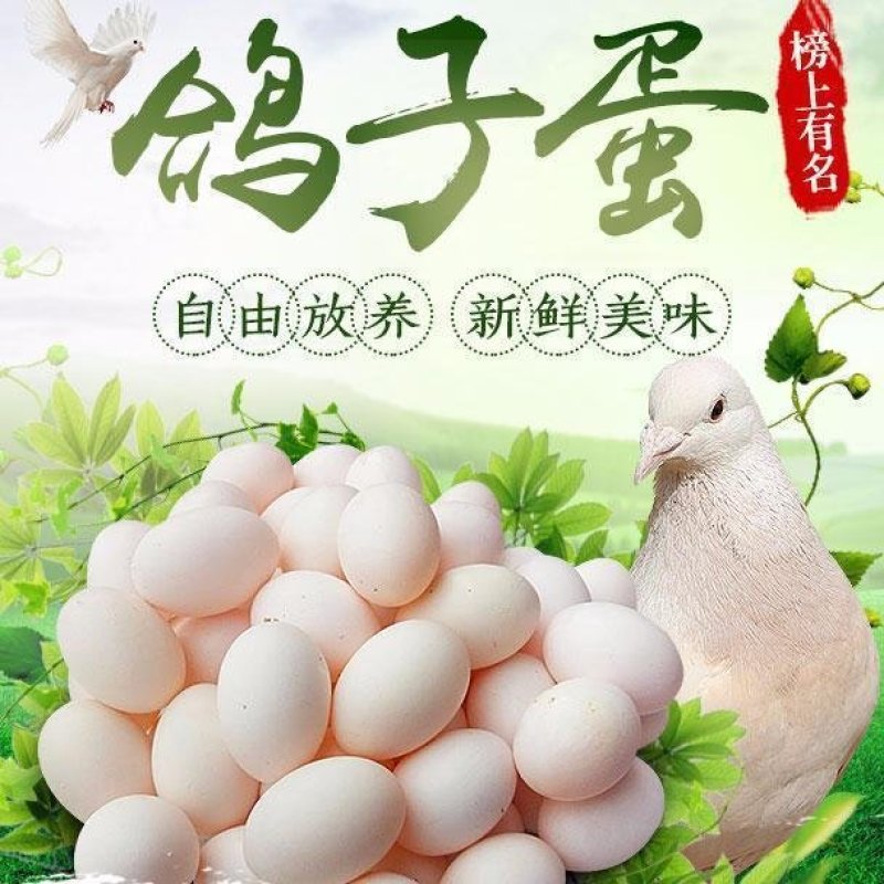 新鲜鸽子蛋支持批发零售一件代发
