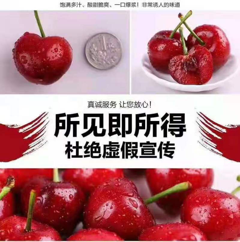 山东胶东半岛平度云山大樱桃基地