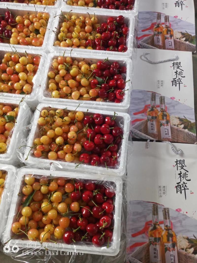 山东胶东半岛平度云山大樱桃基地