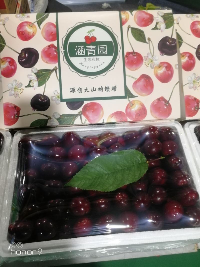 山东胶东半岛平度云山大樱桃基地