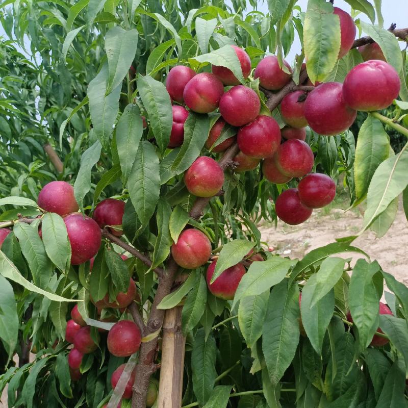 【推荐】珍珠油枣油桃陕西油桃基地直发一手货源价格美丽