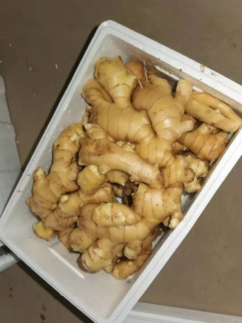 山东原产地，应季生姜一手货源欢迎联系