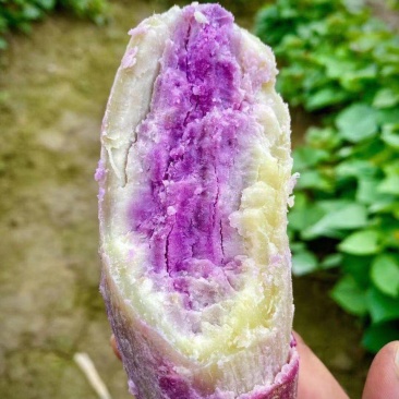 正宗农家冰淇淋蕃薯