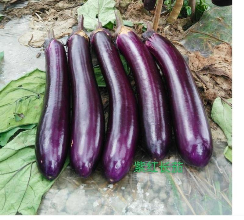 兴丰紫长茄，生长旺盛，产量高，品质好。