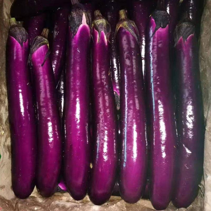 兴丰紫长茄，生长旺盛，产量高，品质好。