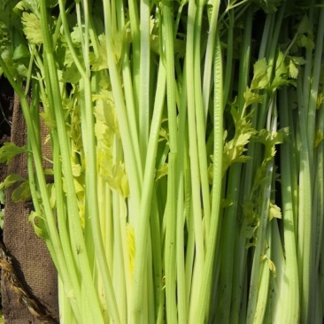 天然无公害有机蔬菜，马家沟空心芹菜，芹菜西施