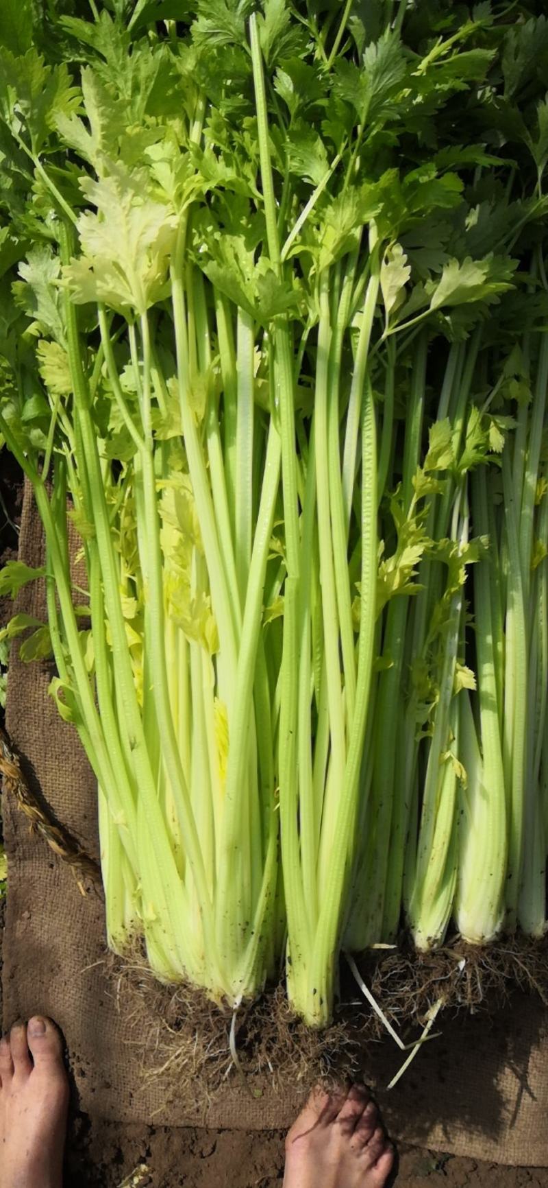 天然无公害有机蔬菜，马家沟空心芹菜，芹菜西施