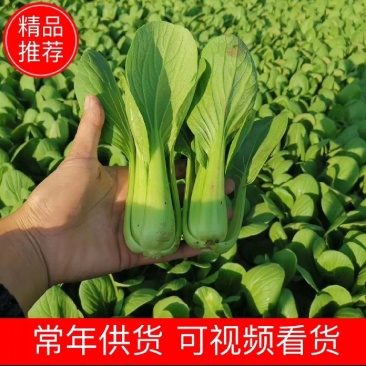 【优选】精品安徽上海青小油菜【常年供货，产地直发，