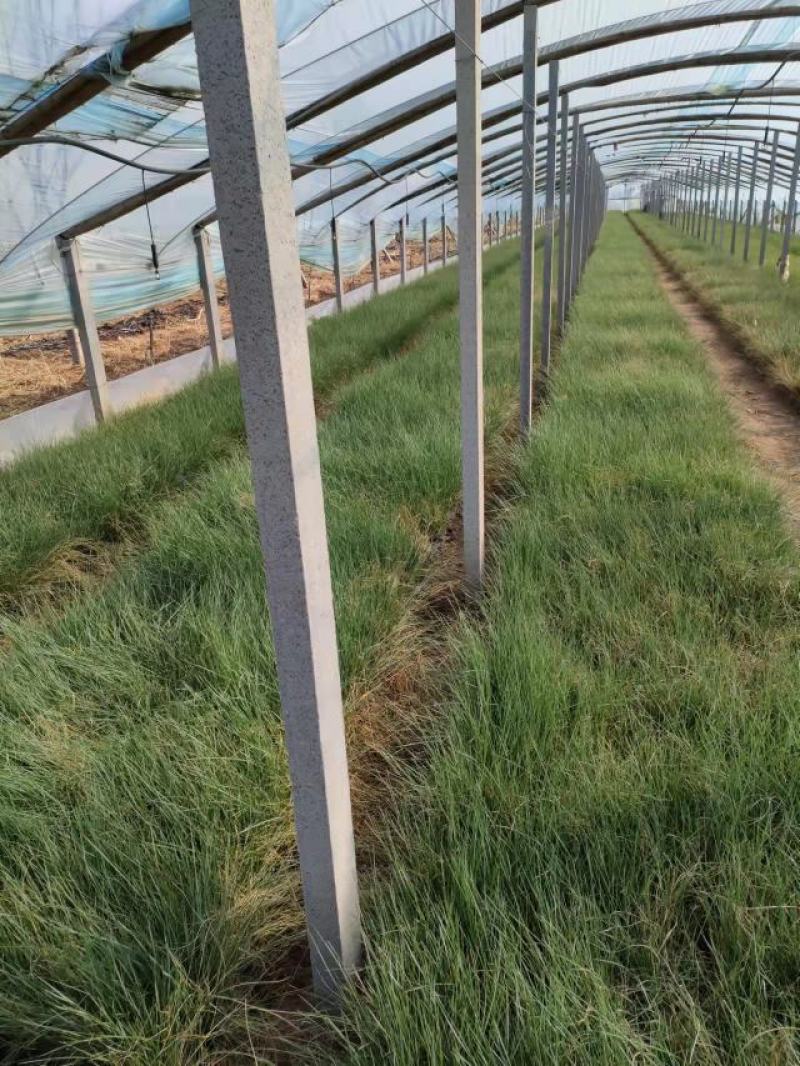 粉黛乱子草大盆多芽乱子草自产自销花海景观植物