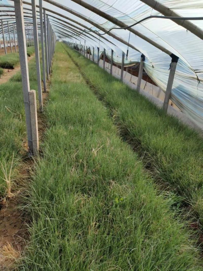 粉黛乱子草大盆多芽乱子草自产自销花海景观植物