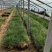 粉黛乱子草大盆多芽乱子草自产自销花海景观植物