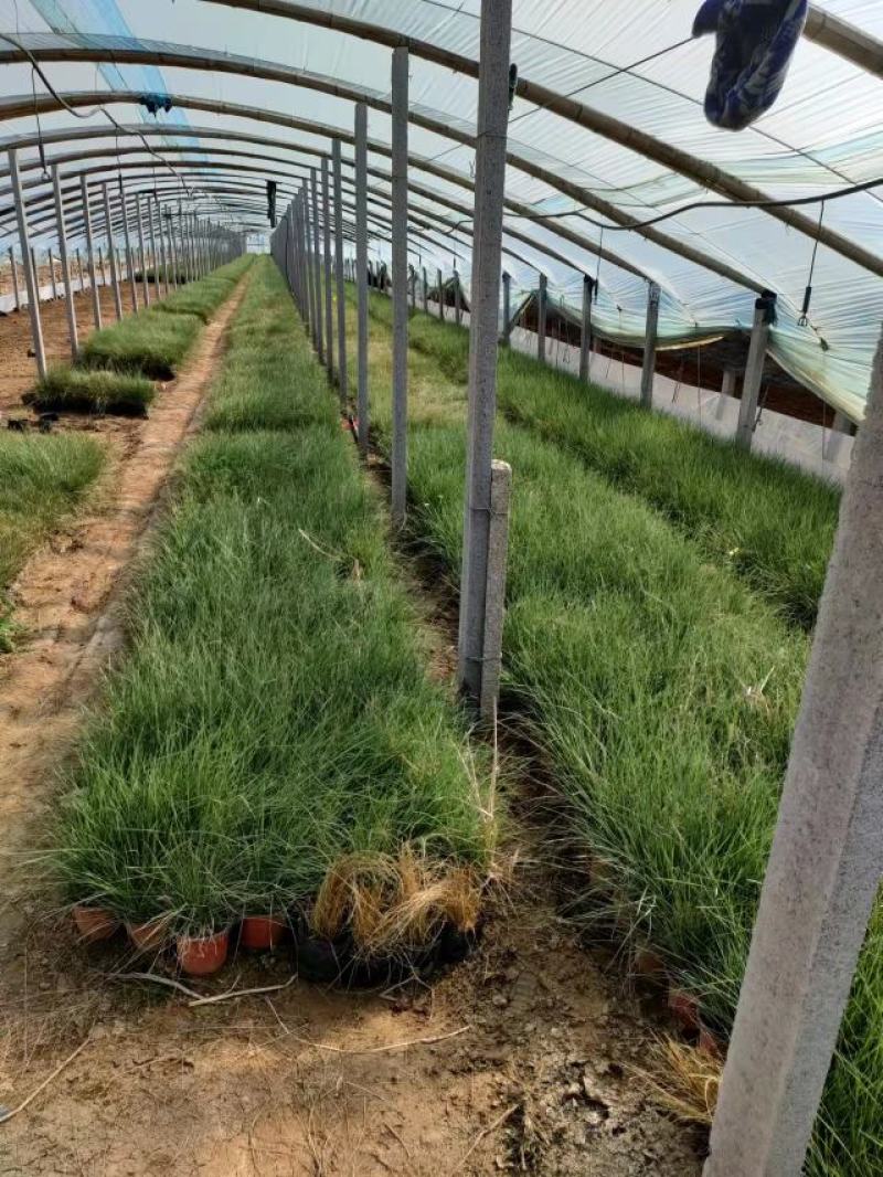 粉黛乱子草大盆多芽乱子草自产自销花海景观植物