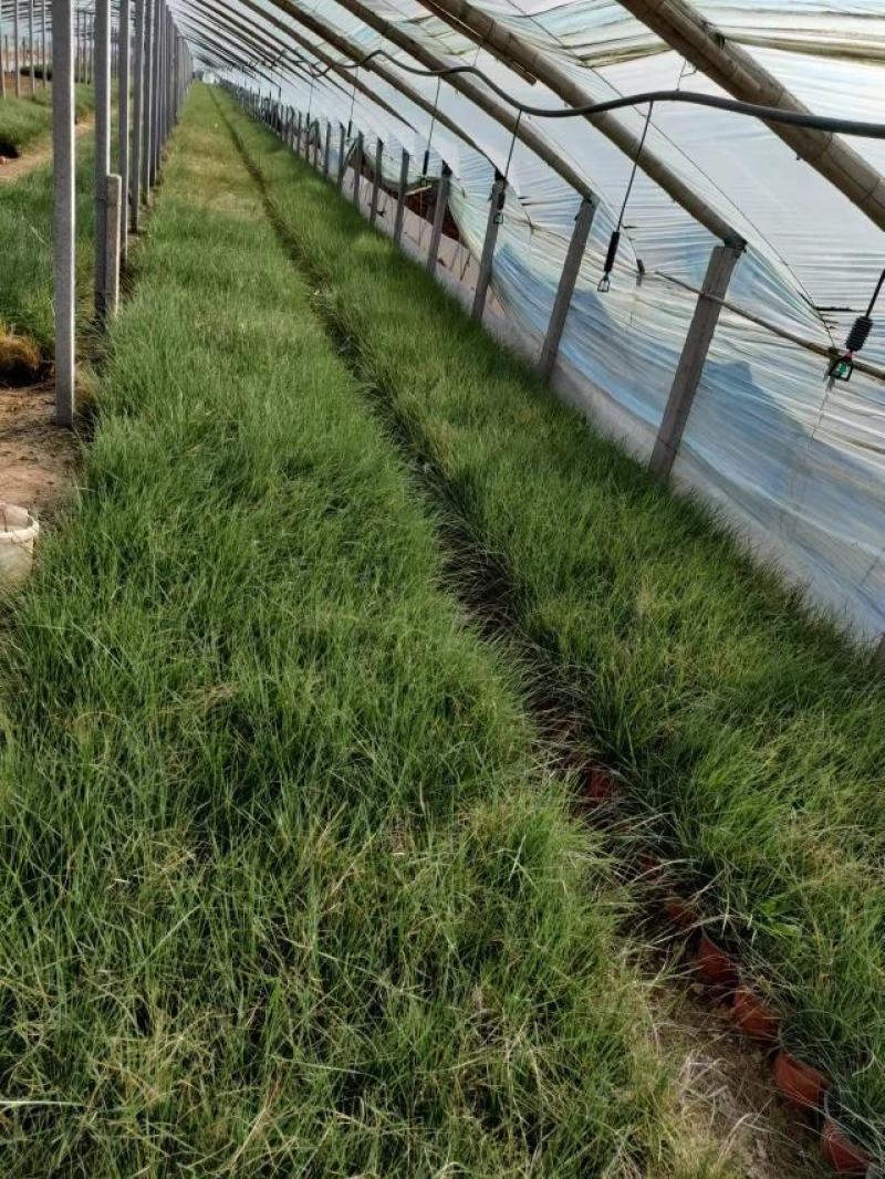 粉黛乱子草大盆多芽乱子草自产自销花海景观植物