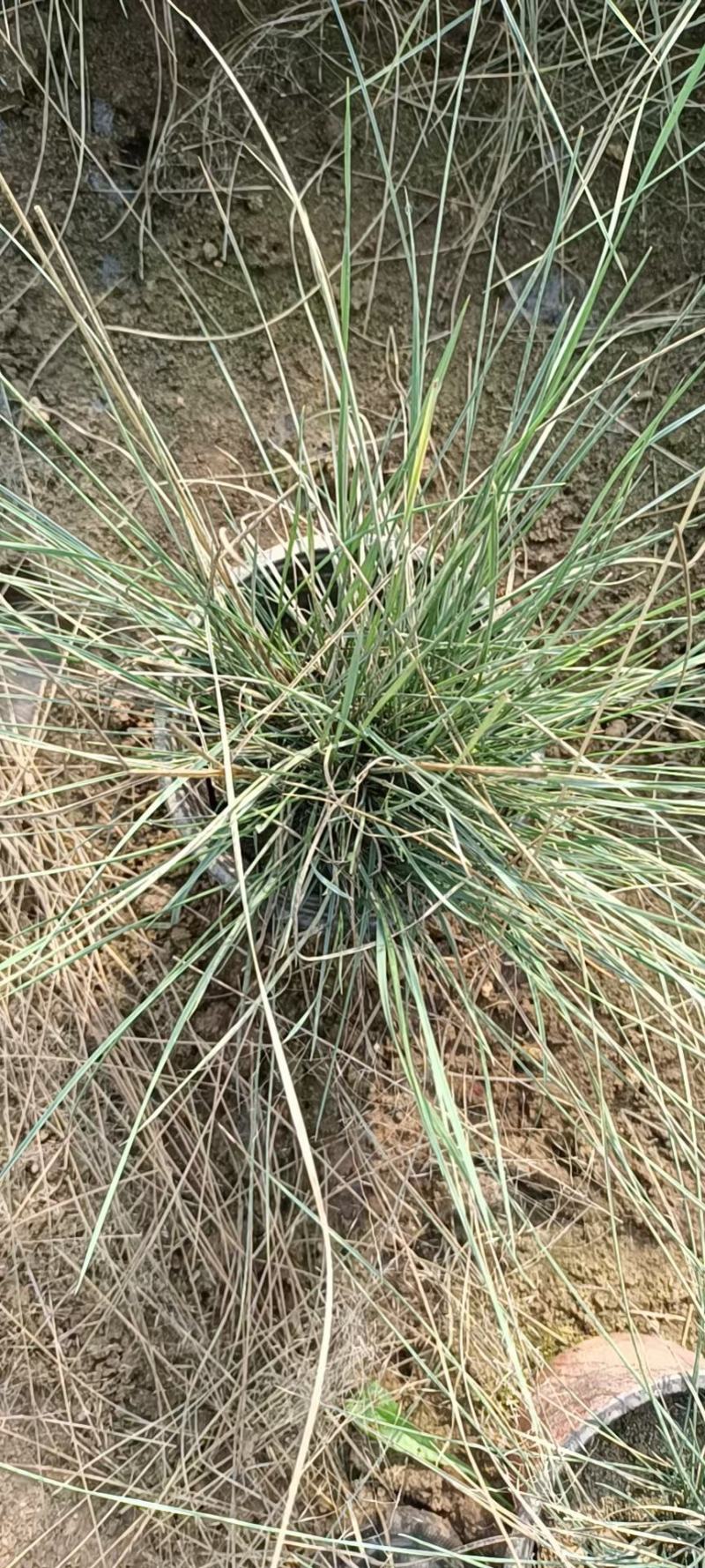 粉黛乱子草大盆多芽乱子草自产自销花海景观植物