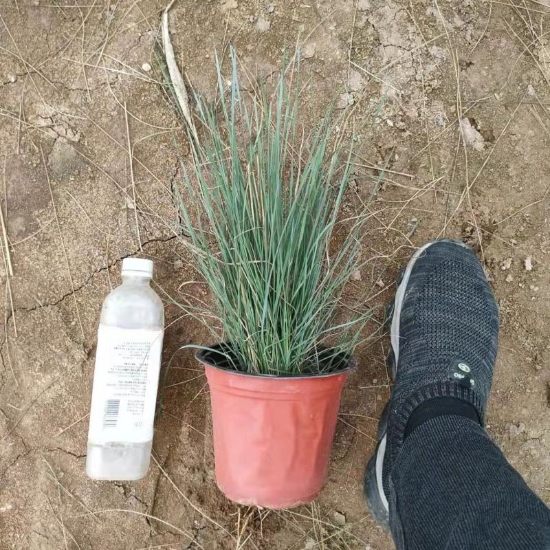 粉黛乱子草大盆多芽乱子草自产自销花海景观植物