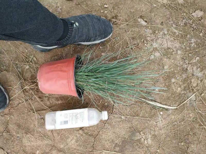 粉黛乱子草大盆多芽乱子草自产自销花海景观植物