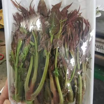 2022年陕西露天香椿芽