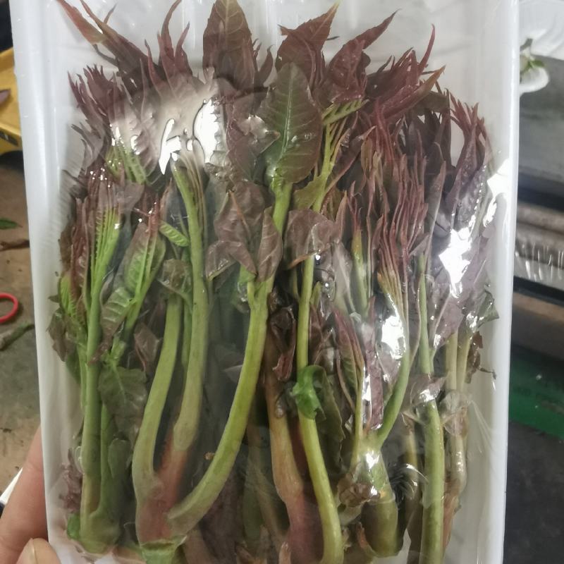 2022年陕西露天香椿芽