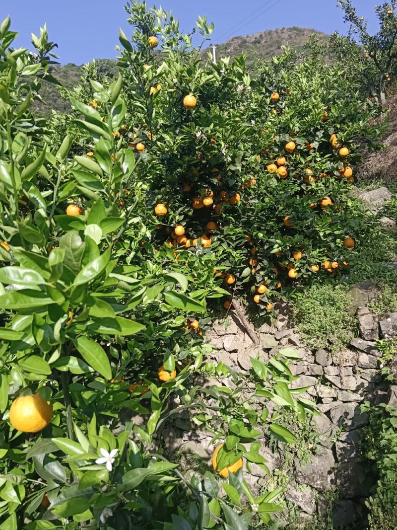 四Ill汉源黄果，大上市了，鲜，味量大，需联