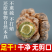 云南文山三七头正宗正品云南春三七20头30头