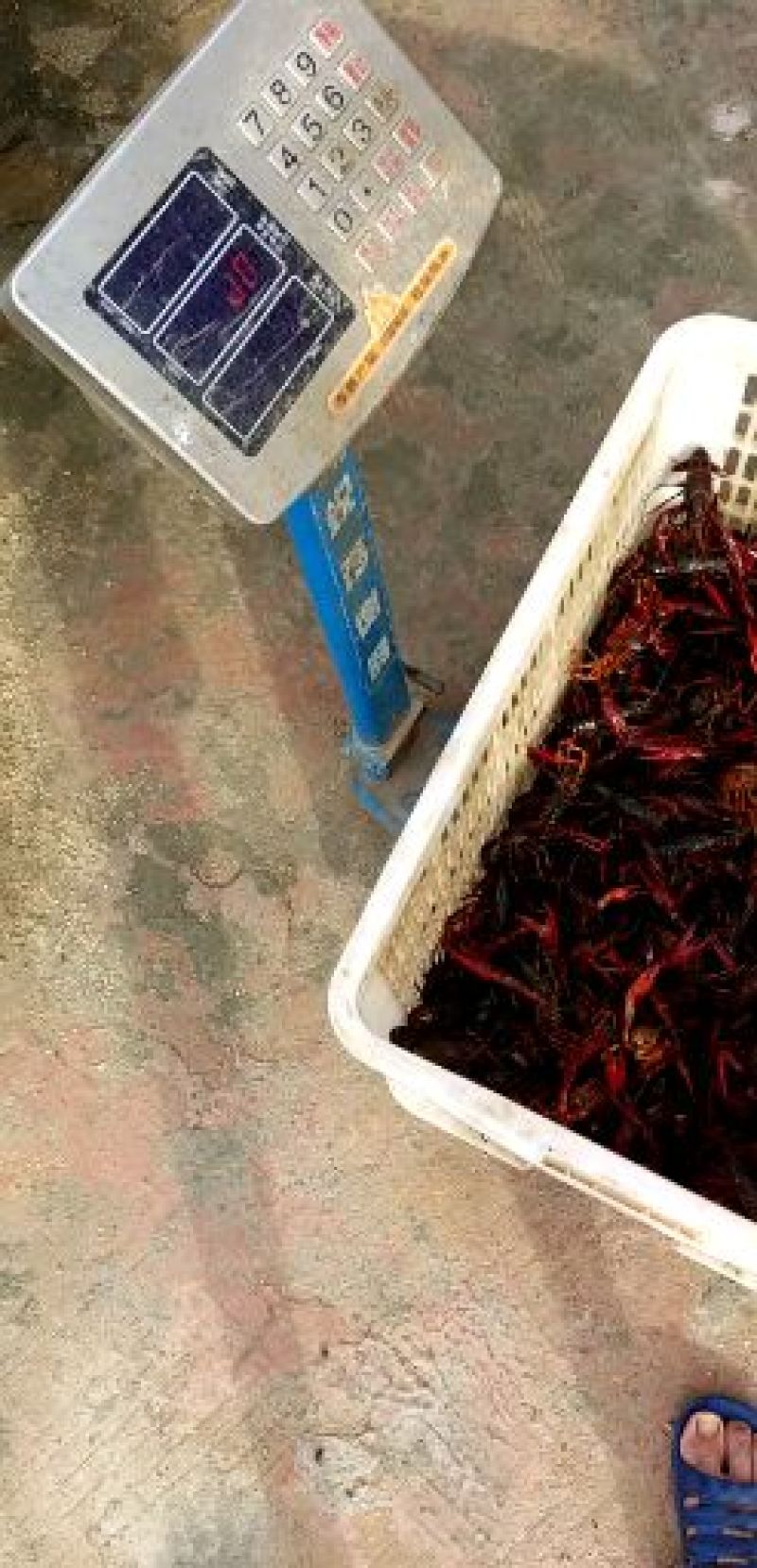 各位老板小龙虾暂时还未大量上市需要可以提前了解欢迎实地考