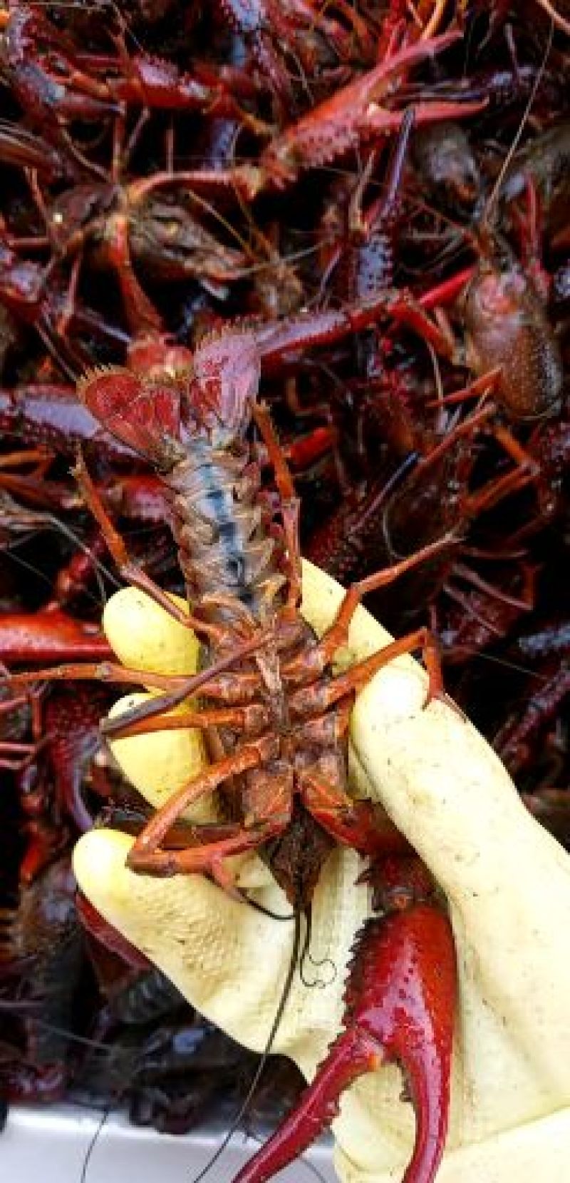 各位老板小龙虾暂时还未大量上市需要可以提前了解欢迎实地考