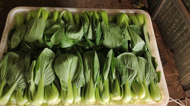 小油菜质量好！价格便宜，长期有货，要的老板提前联系