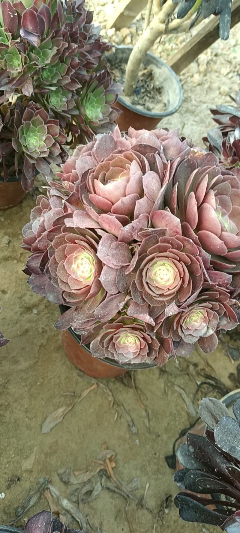万圣节法师多头老桩红心万圣节大捧花手捧花特价批发