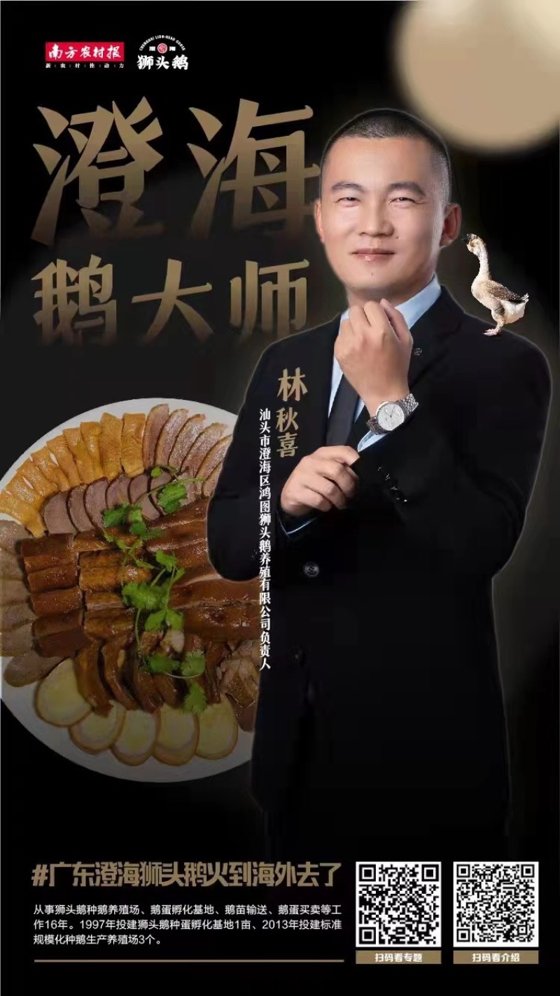 澄海正宗狮头鹅苗鹅蛋