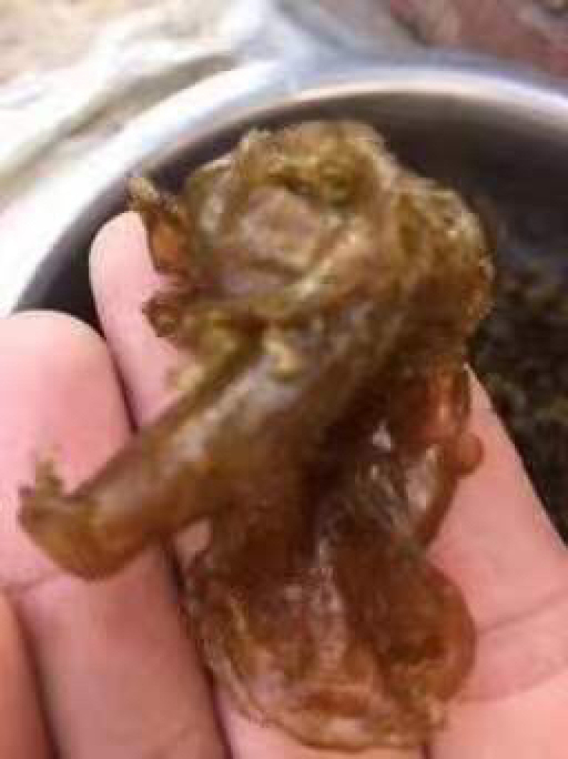 地皮菜