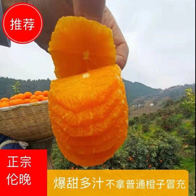 春季鲜果伦晚甜橙产地一手货源整车销售货真价实坏果包赔包换