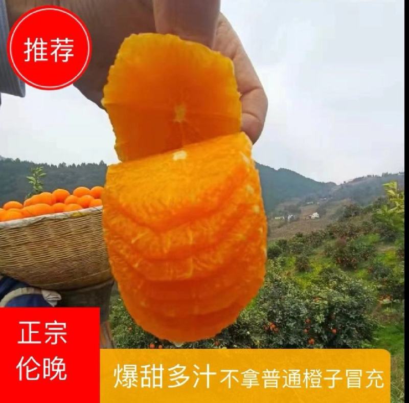 春季鲜果伦晚甜橙产地一手货源整车销售货真价实坏果包赔包换