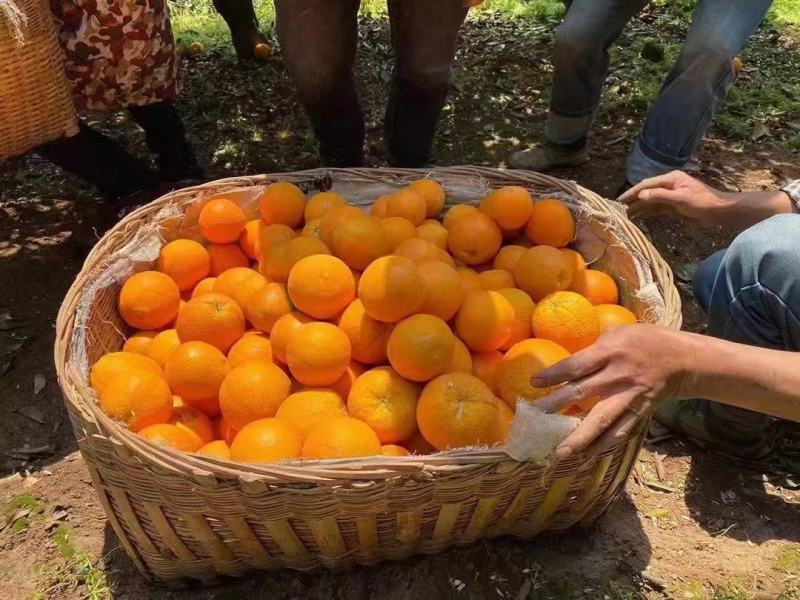 春季鲜果伦晚甜橙产地一手货源整车销售货真价实坏果包赔包换