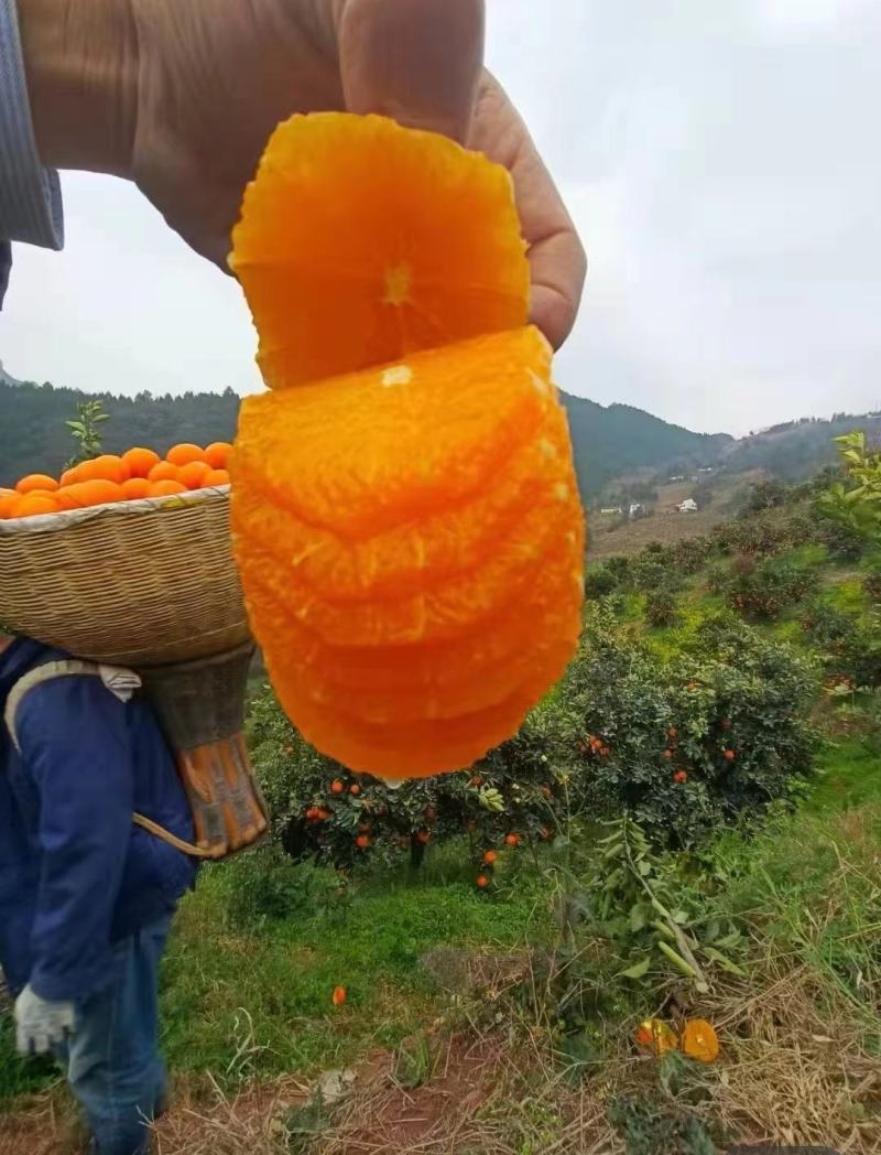 春季鲜果伦晚甜橙产地一手货源整车销售货真价实坏果包赔包换