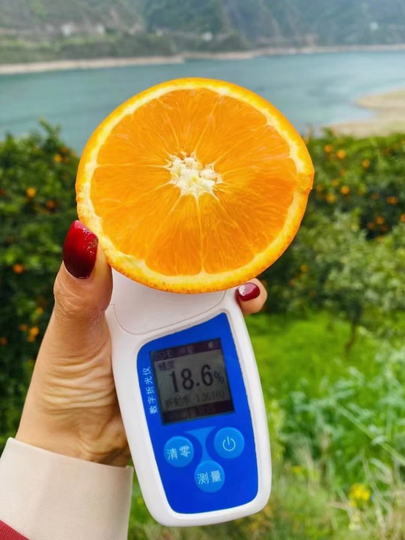 春季鲜果伦晚甜橙产地一手货源整车销售货真价实坏果包赔包换