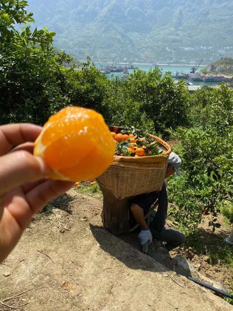 春季鲜果伦晚甜橙产地一手货源整车销售货真价实坏果包赔包换