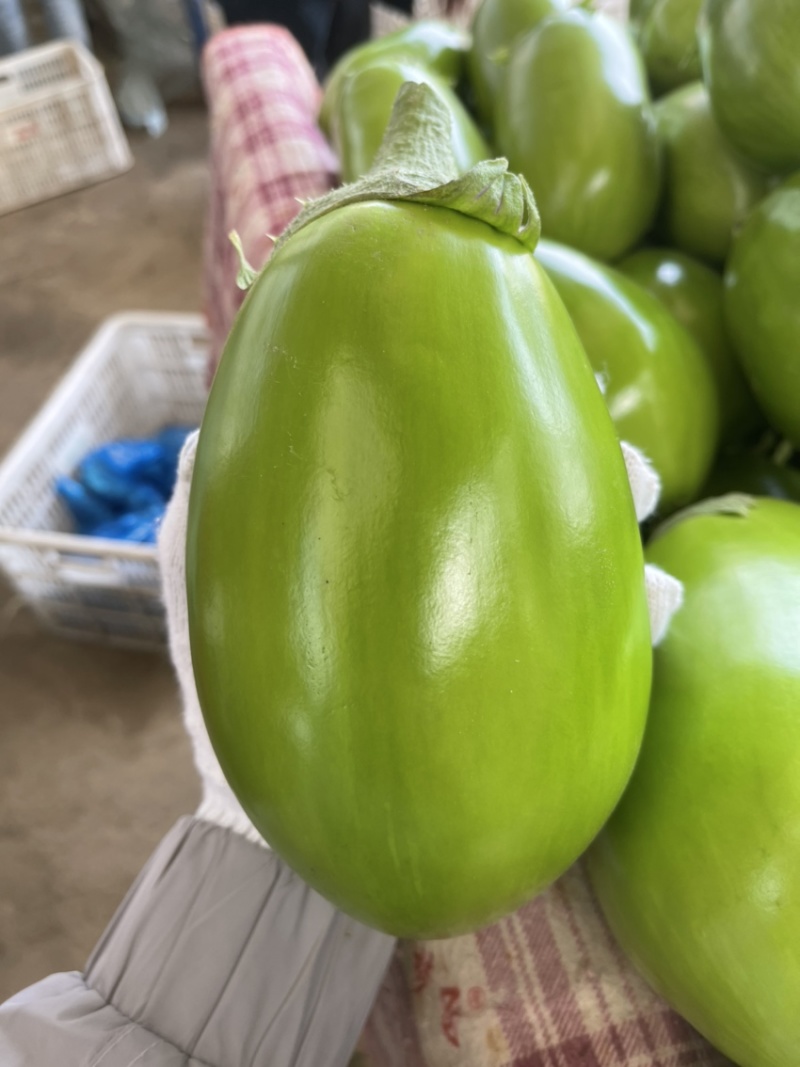 精品无公害大棚青茄子一手货源价格美丽产地发全国
