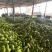精品无公害大棚青茄子一手货源价格美丽产地发全国
